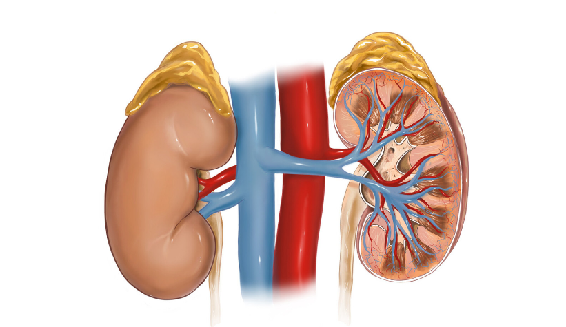 肾脏.png