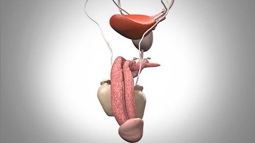 前列腺术后还能勃起吗？保留神经的术式可保留功能，部分患者可能受影响